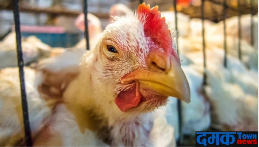 सुन्दरहरैंचामा बर्डफ्लु पुष्टि, उच्च सतर्कता अपनाउन आग्रह